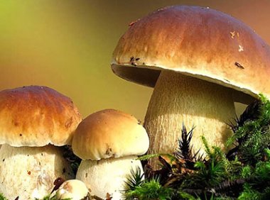 《绿色食品 食用菌》NYT 749—2023