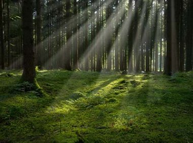 中共中央办公厅 国务院办公厅印发《深化集体林权制度改革方案》