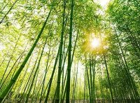 《加快“以竹代塑”发展三年行动计划》发改环资〔2023〕1375号