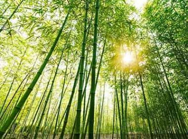 《加快“以竹代塑”发展三年行动计划》发改环资〔2023〕1375号